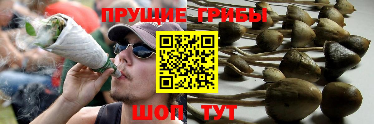 Галлюциногенные грибы GOLDEN TEACHER  где найти наркотики  Арзамас  Вход с VPN  Галлюциногенные грибы прущие грибы 